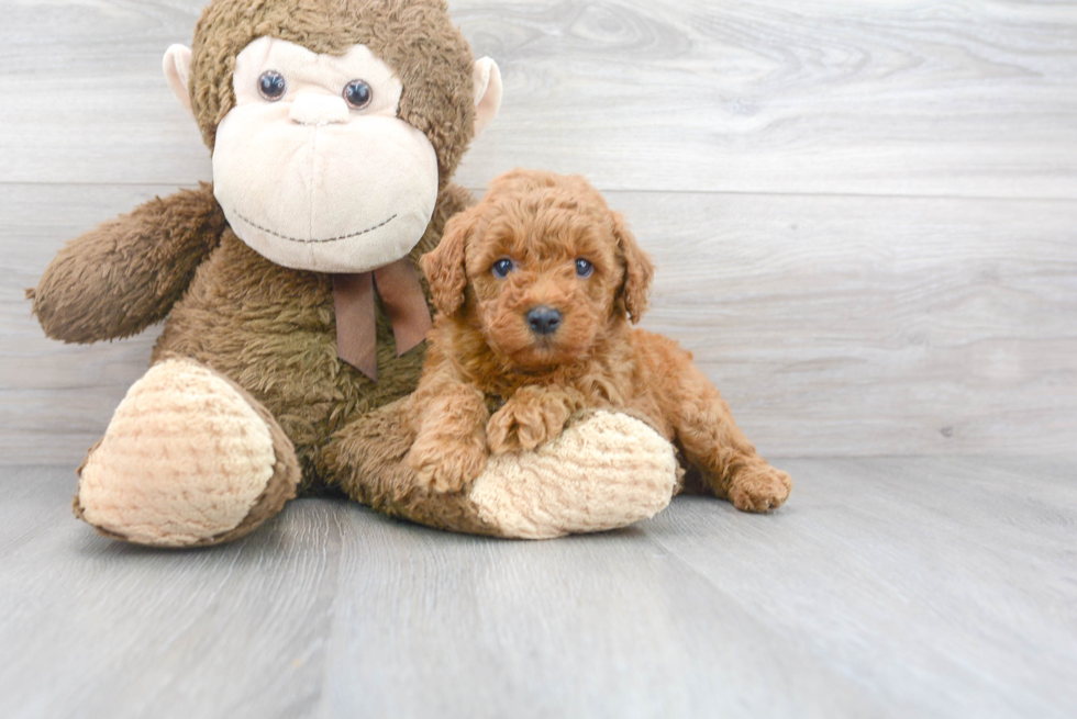 Mini Goldendoodle Pup Being Cute