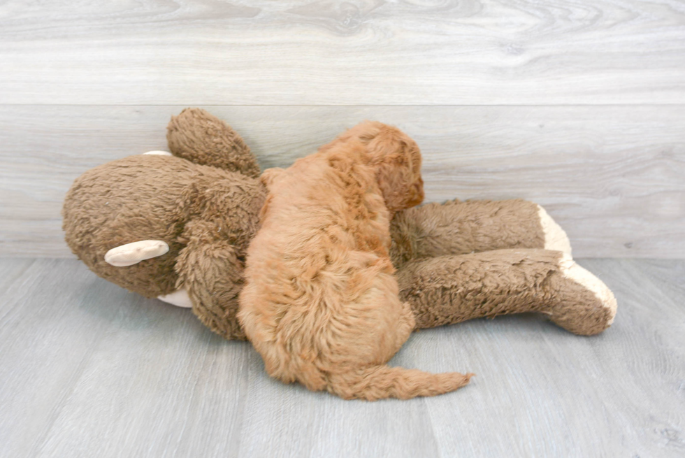 Mini Goldendoodle Pup Being Cute