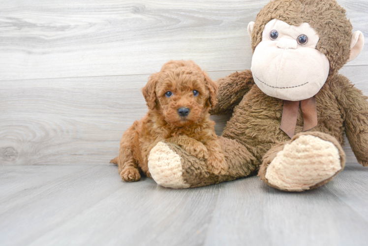 Best Mini Goldendoodle Baby