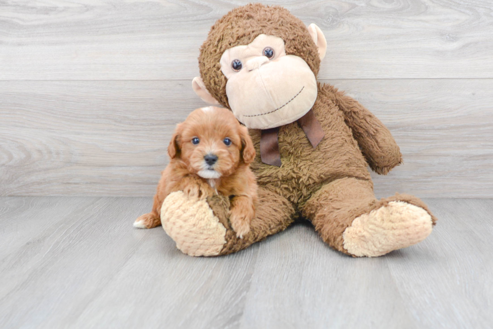 Best Mini Goldendoodle Baby