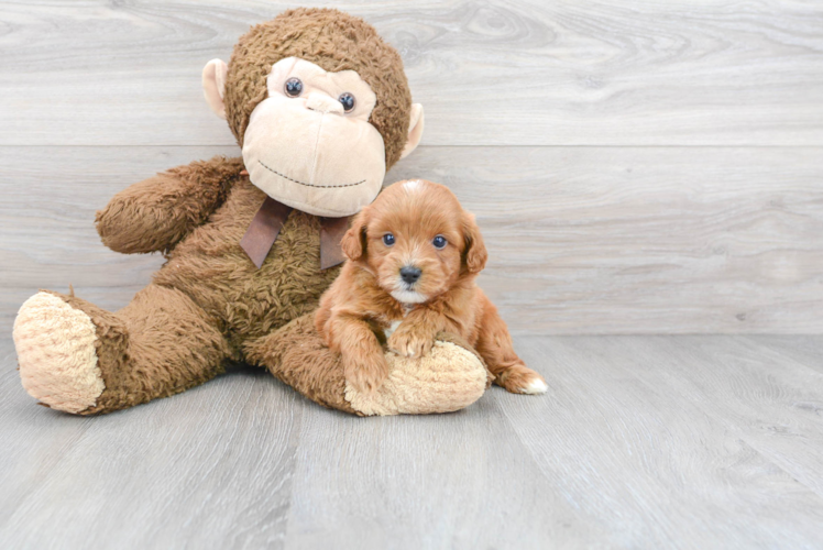 Best Mini Goldendoodle Baby