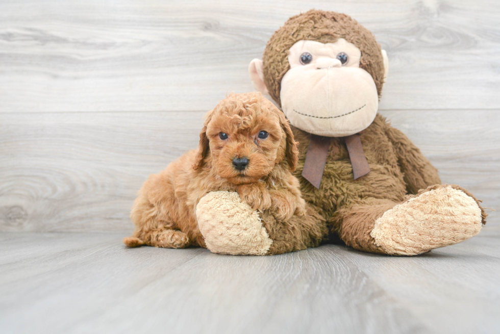 Mini Goldendoodle Pup Being Cute