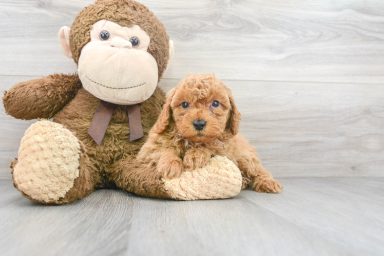 Best Mini Goldendoodle Baby