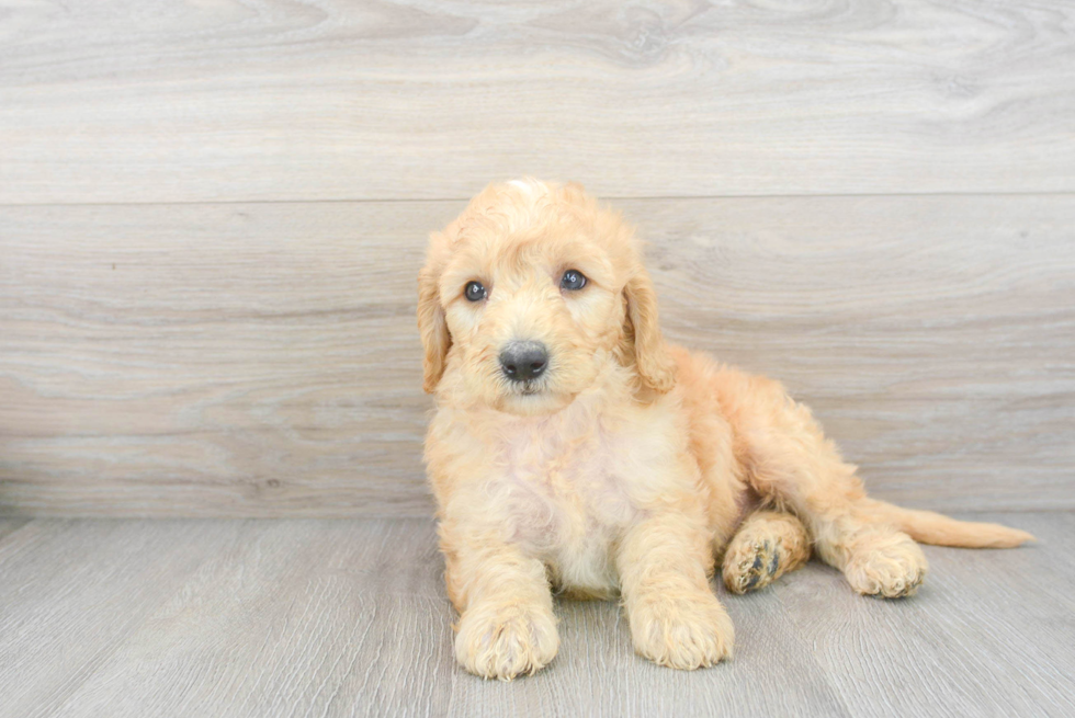 Playful Golden Retriever Poodle Mix Puppy