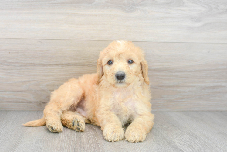 Best Mini Goldendoodle Baby