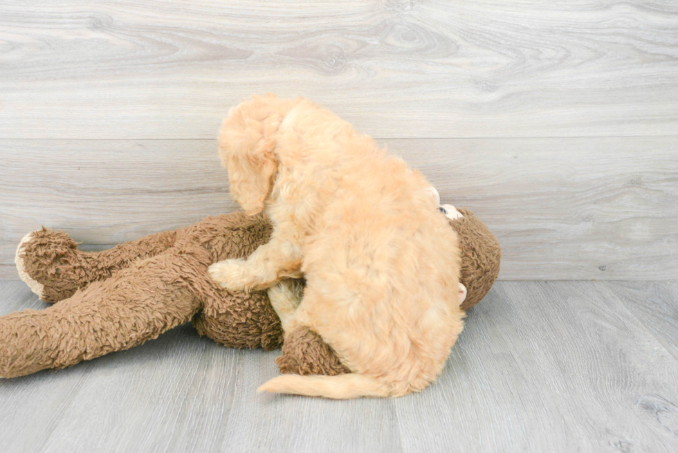 Energetic Golden Retriever Poodle Mix Puppy