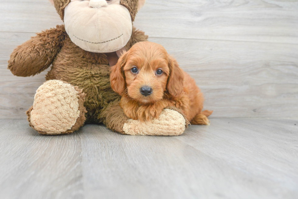 Popular Mini Goldendoodle Poodle Mix Pup