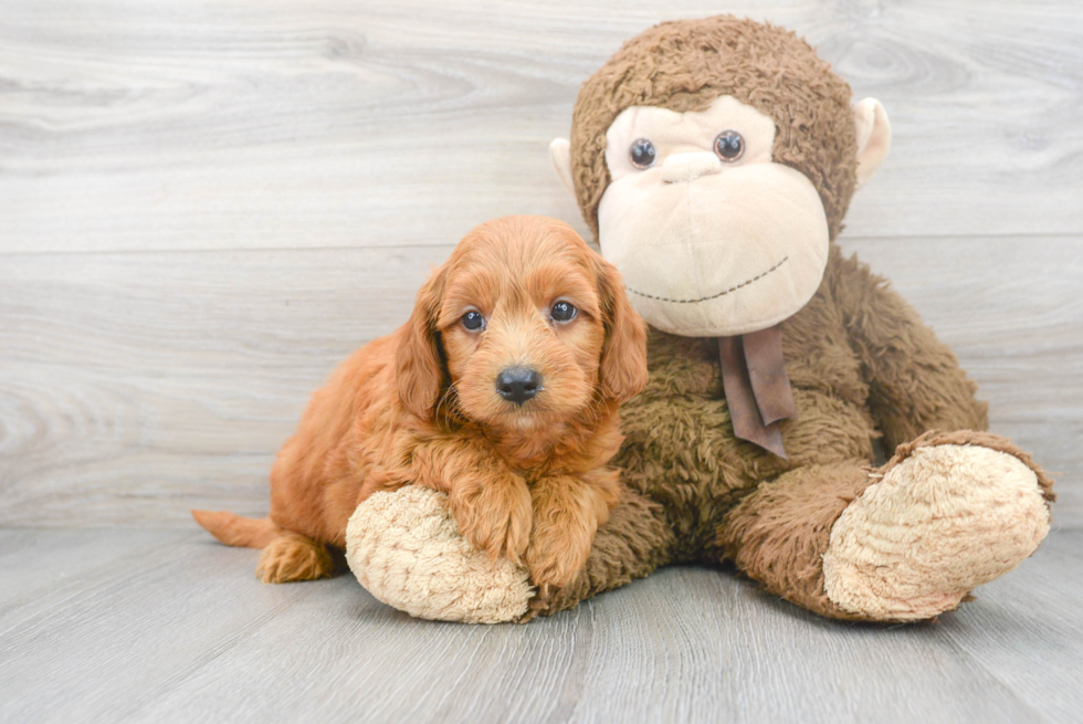 Mini Goldendoodle Pup Being Cute