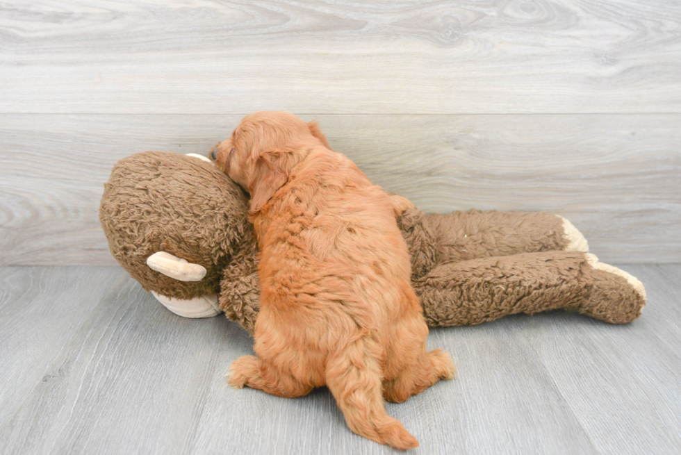 Friendly Mini Goldendoodle Baby