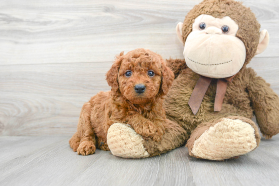 Fluffy Mini Goldendoodle Poodle Mix Pup