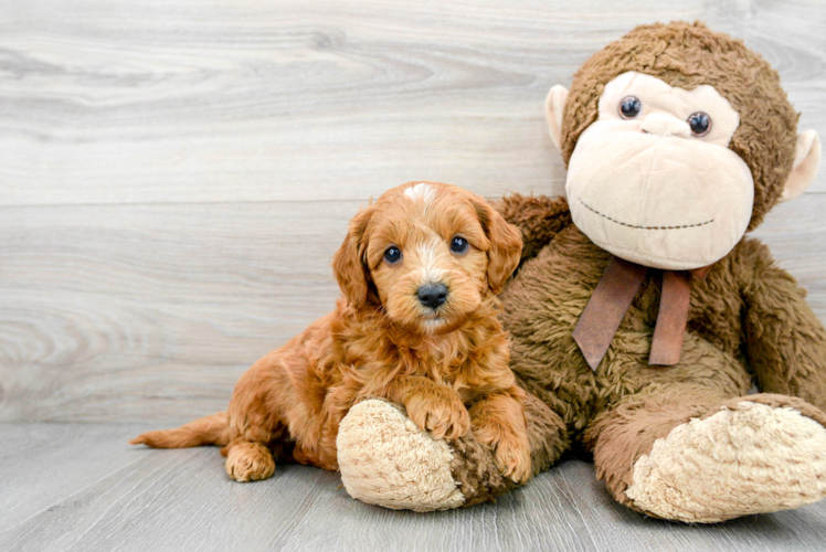 Best Mini Goldendoodle Baby