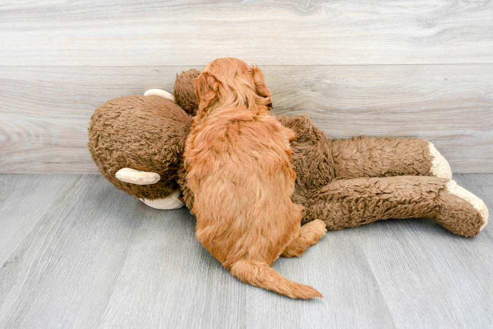 Mini Goldendoodle Pup Being Cute