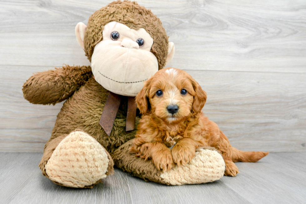 Best Mini Goldendoodle Baby