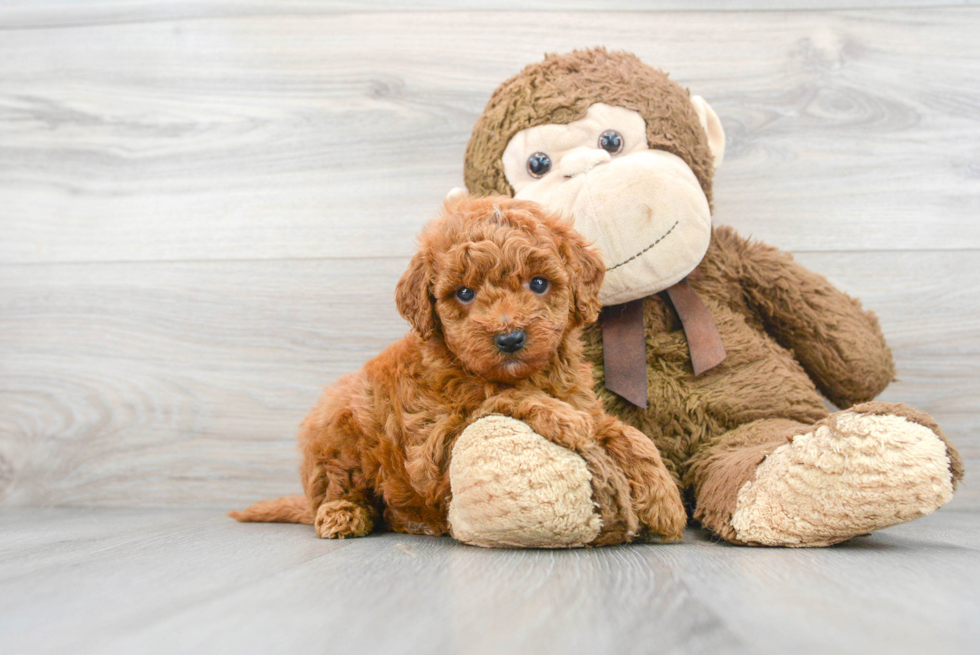 Mini Goldendoodle Pup Being Cute