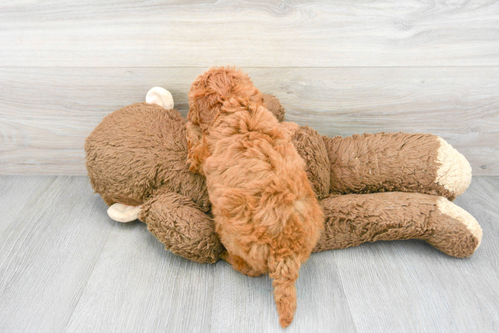 Hypoallergenic Golden Retriever Poodle Mix Puppy