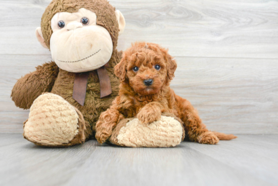 Best Mini Goldendoodle Baby