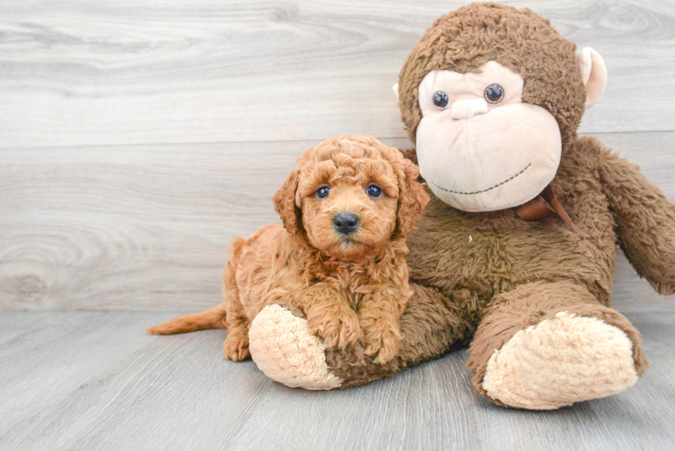 Small Mini Goldendoodle Baby