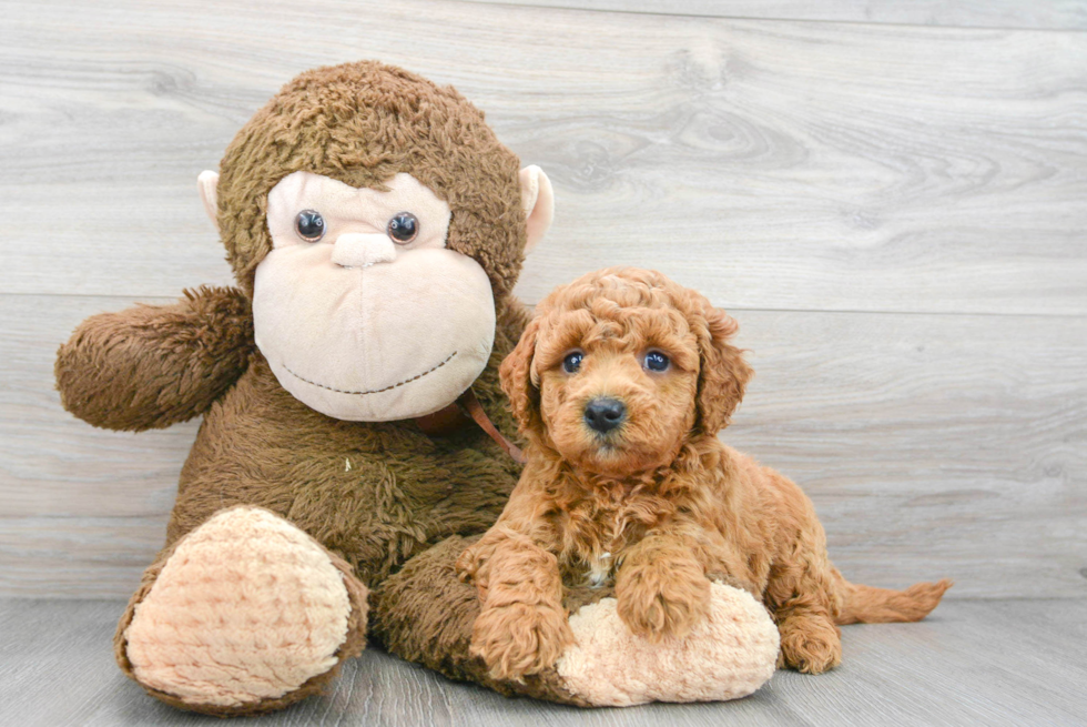 Funny Mini Goldendoodle Poodle Mix Pup