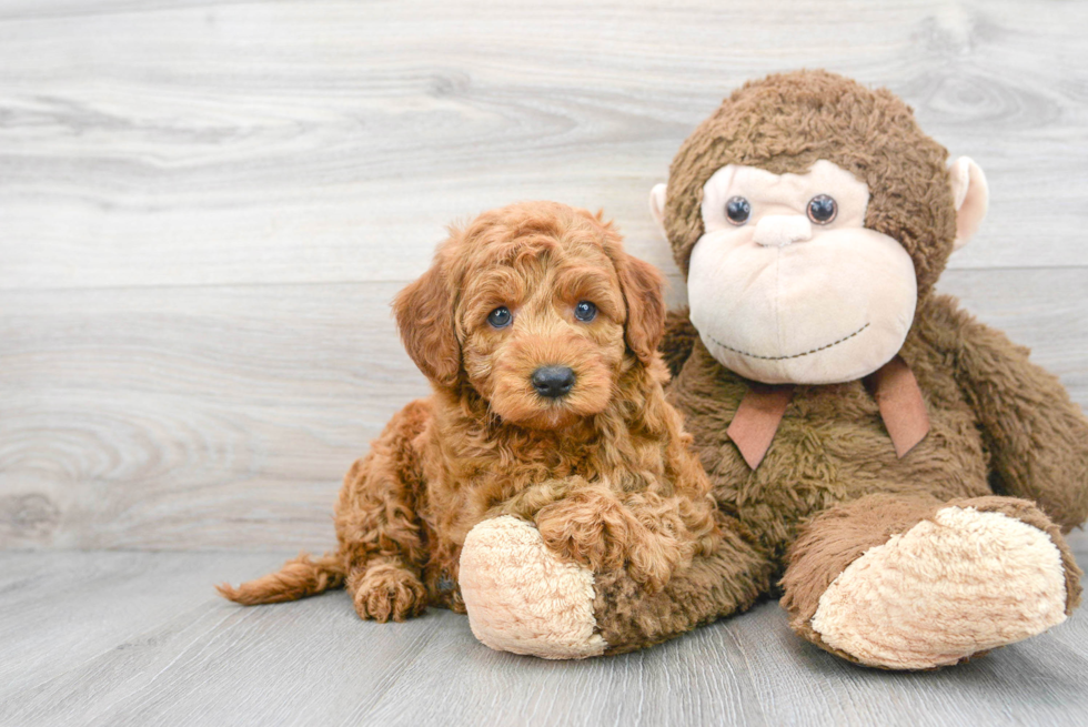 Small Mini Goldendoodle Baby