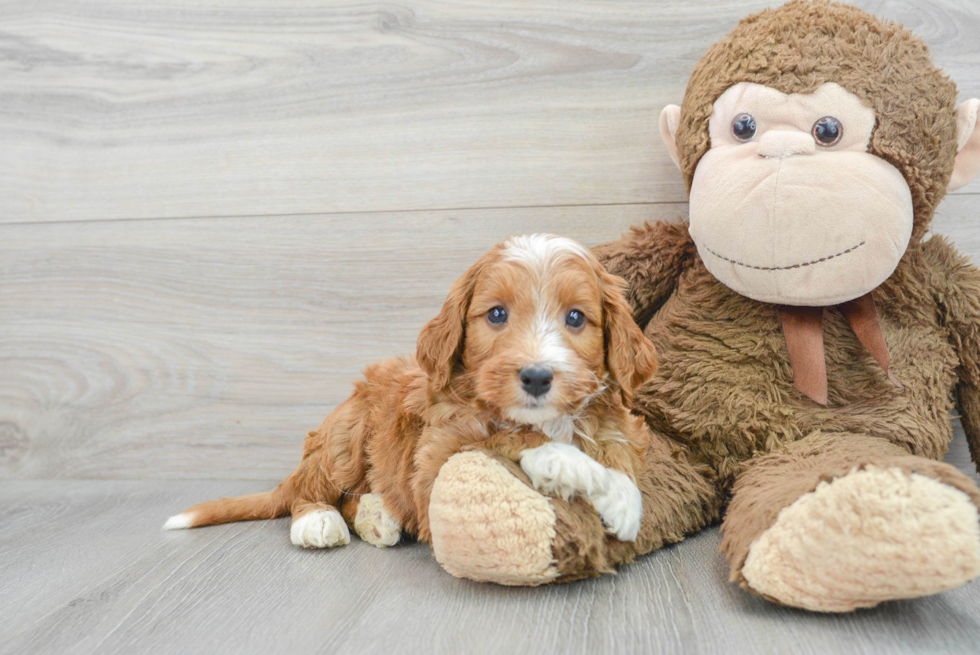 Cute Mini Goldendoodle Baby