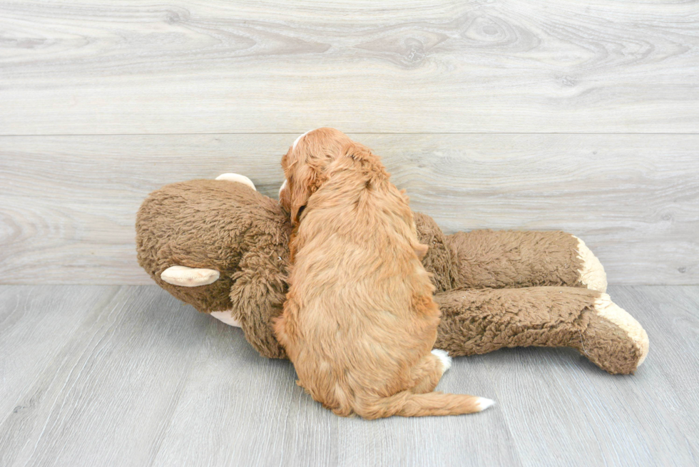 Smart Mini Goldendoodle Poodle Mix Pup