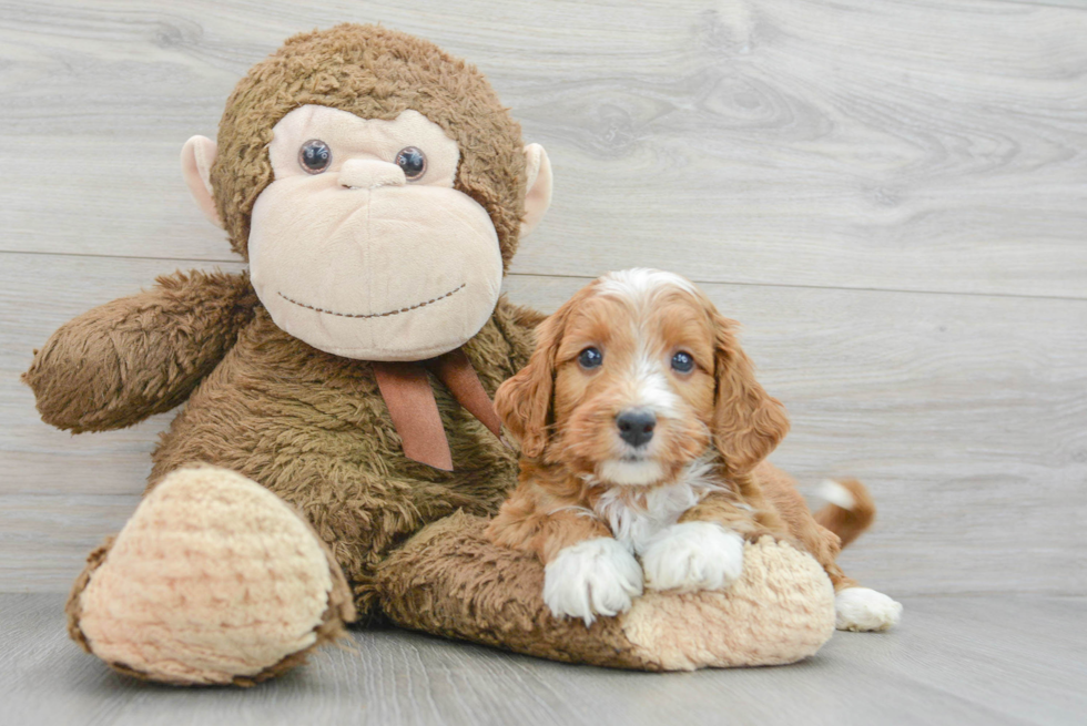 Friendly Mini Goldendoodle Baby