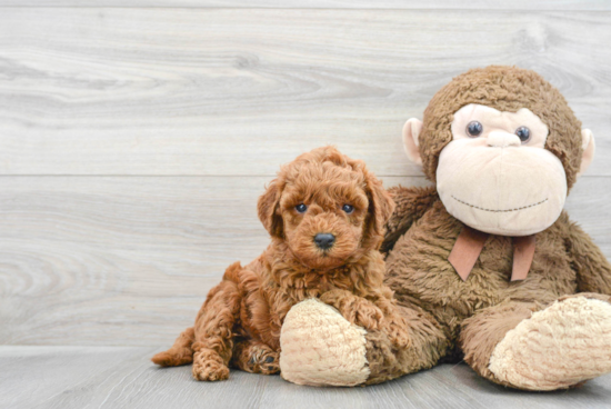 Mini Goldendoodle Puppy for Adoption