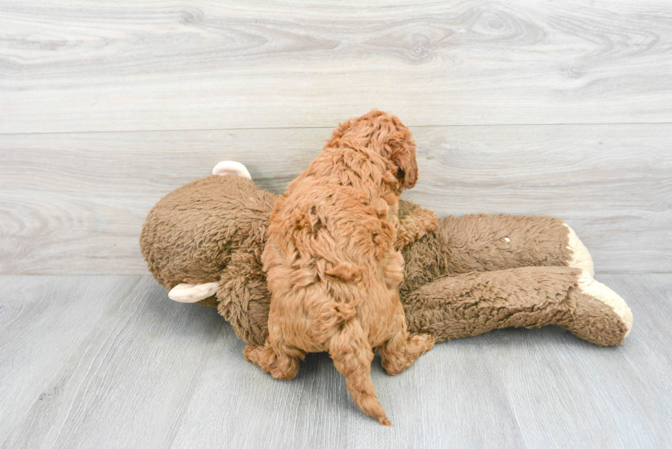 Best Mini Goldendoodle Baby