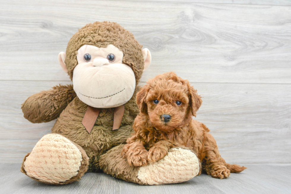 Best Mini Goldendoodle Baby