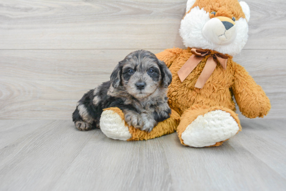 Best Mini Goldendoodle Baby