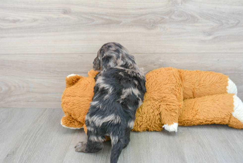 Petite Mini Goldendoodle Poodle Mix Pup