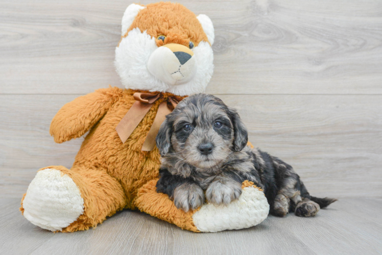 Funny Mini Goldendoodle Poodle Mix Pup