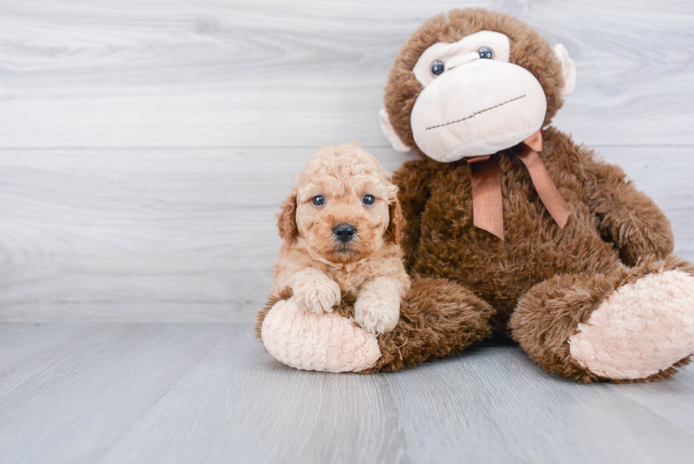 Playful Golden Retriever Poodle Mix Puppy