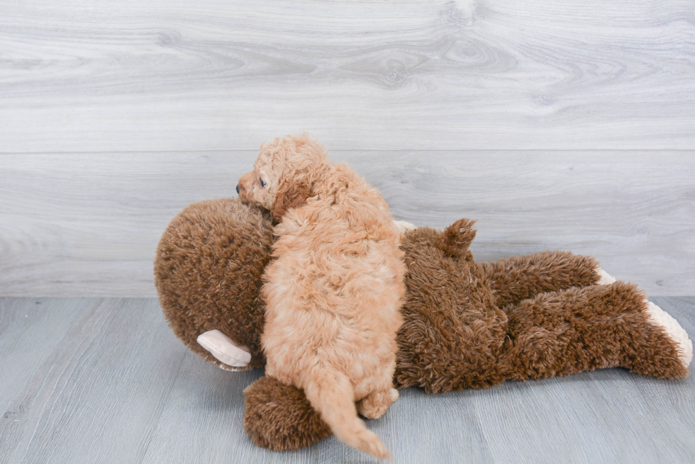 Small Mini Goldendoodle Baby