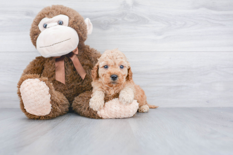 Adorable Golden Retriever Poodle Mix Puppy