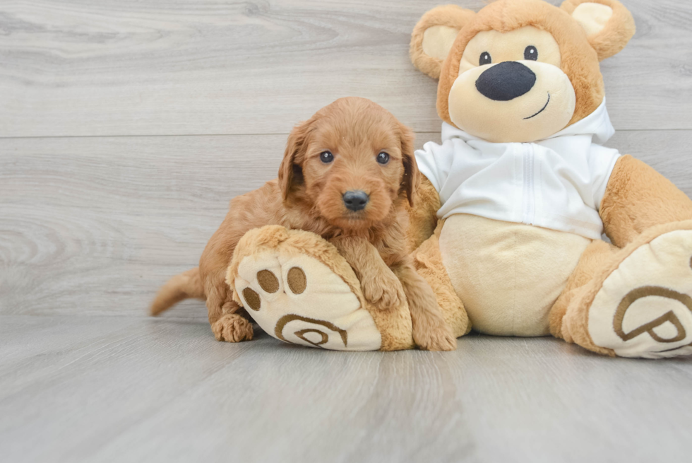 Mini Goldendoodle Puppy for Adoption