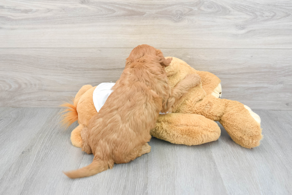 Mini Goldendoodle Pup Being Cute