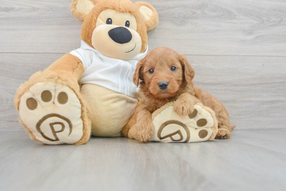 Friendly Mini Goldendoodle Baby