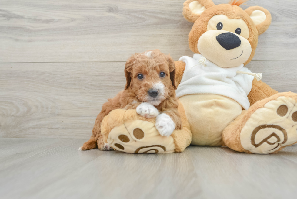 Playful Mini Groodle Poodle Mix Puppy