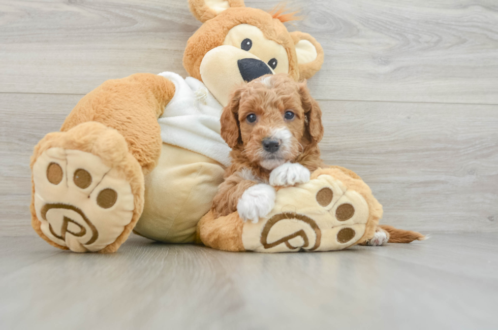 6 week old Mini Goldendoodle Puppy For Sale - Premier Pups