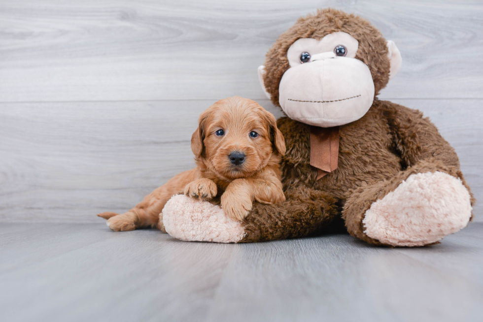 Best Mini Goldendoodle Baby