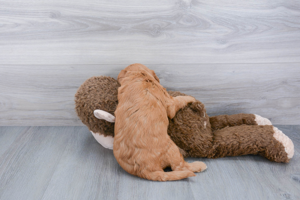 Mini Goldendoodle Puppy for Adoption