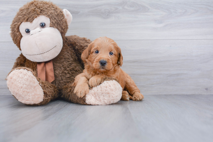 Energetic Golden Retriever Poodle Mix Puppy