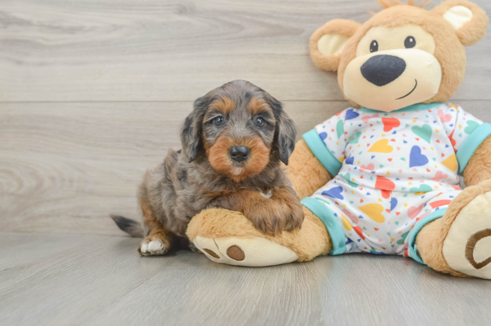 6 week old Mini Goldendoodle Puppy For Sale - Premier Pups