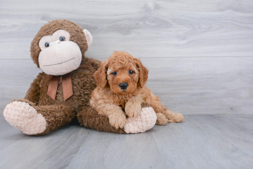 Friendly Mini Goldendoodle Baby