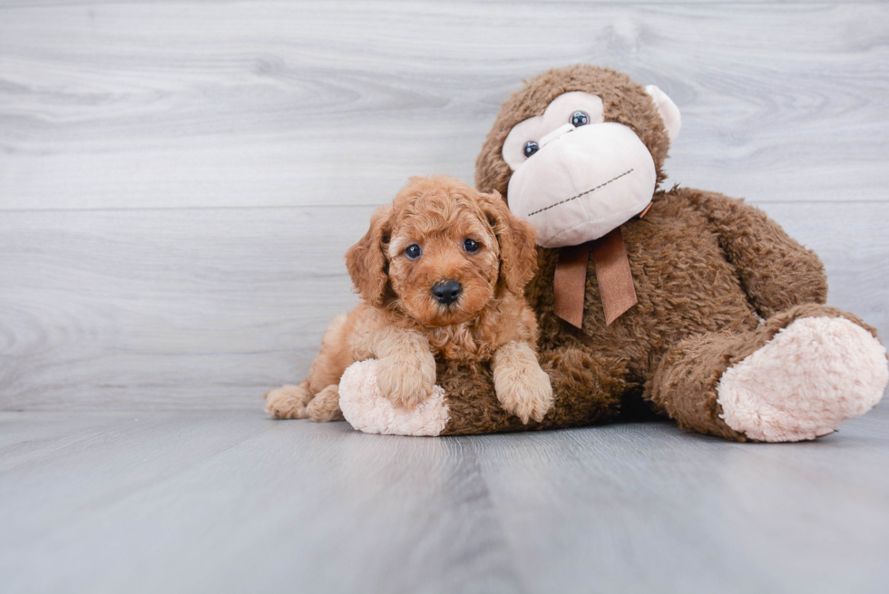 Funny Mini Goldendoodle Poodle Mix Pup