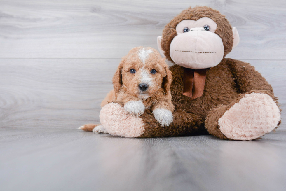 Little Golden Retriever Poodle Mix Puppy