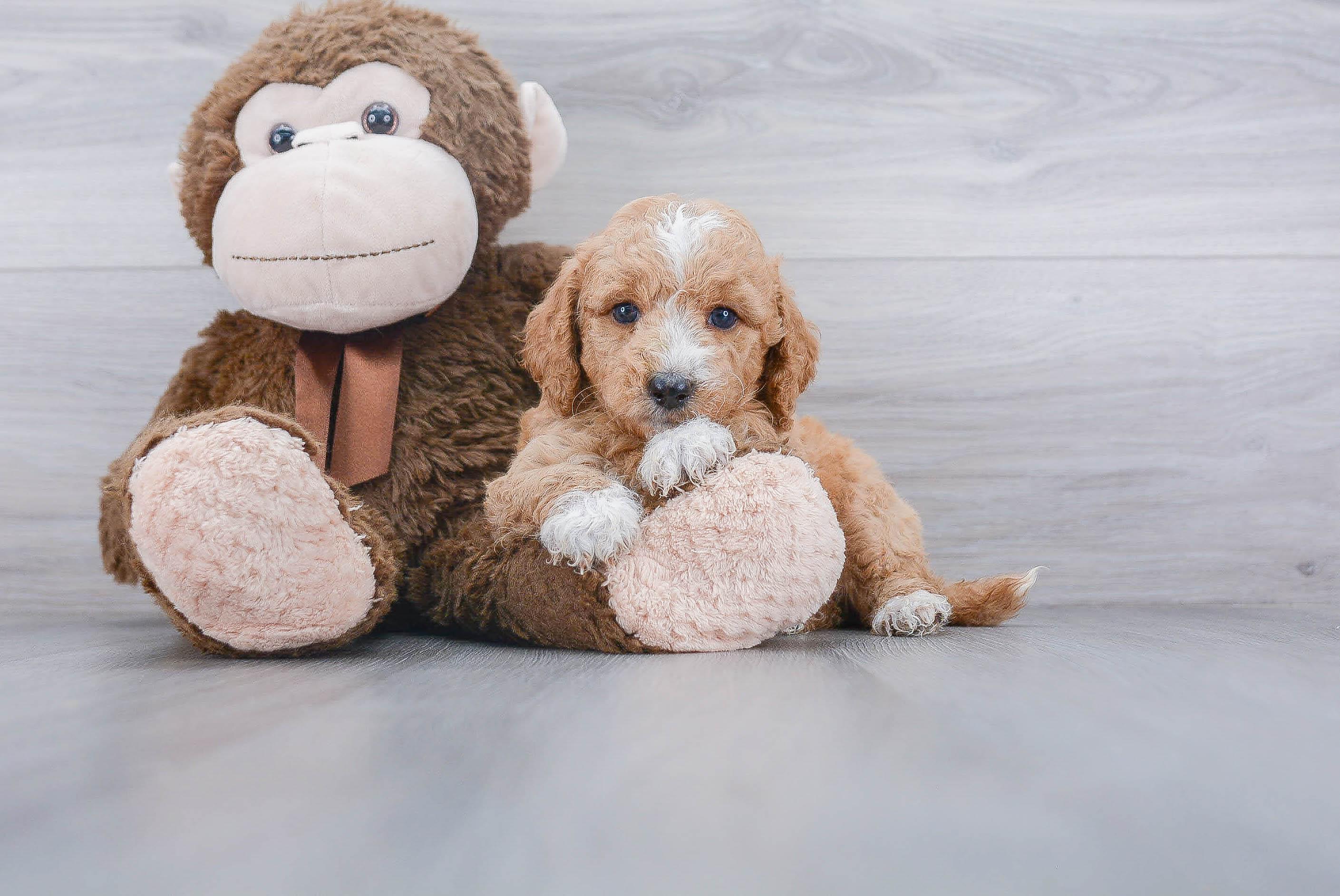 Smart Mini Goldendoodle Poodle Mix Pup