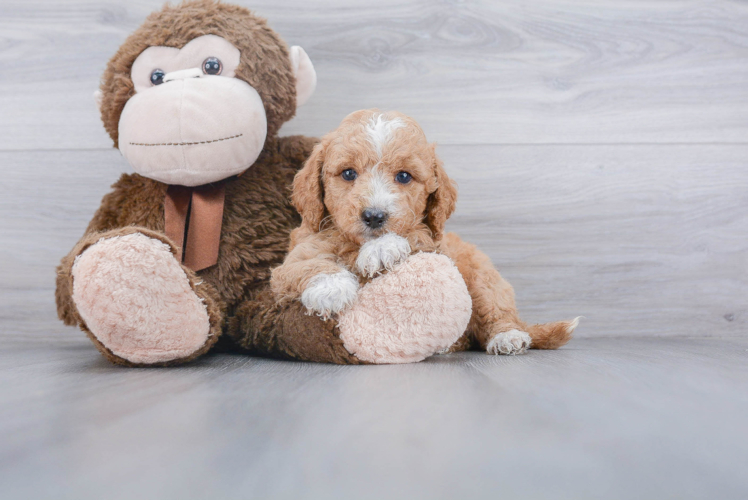 Smart Mini Goldendoodle Poodle Mix Pup