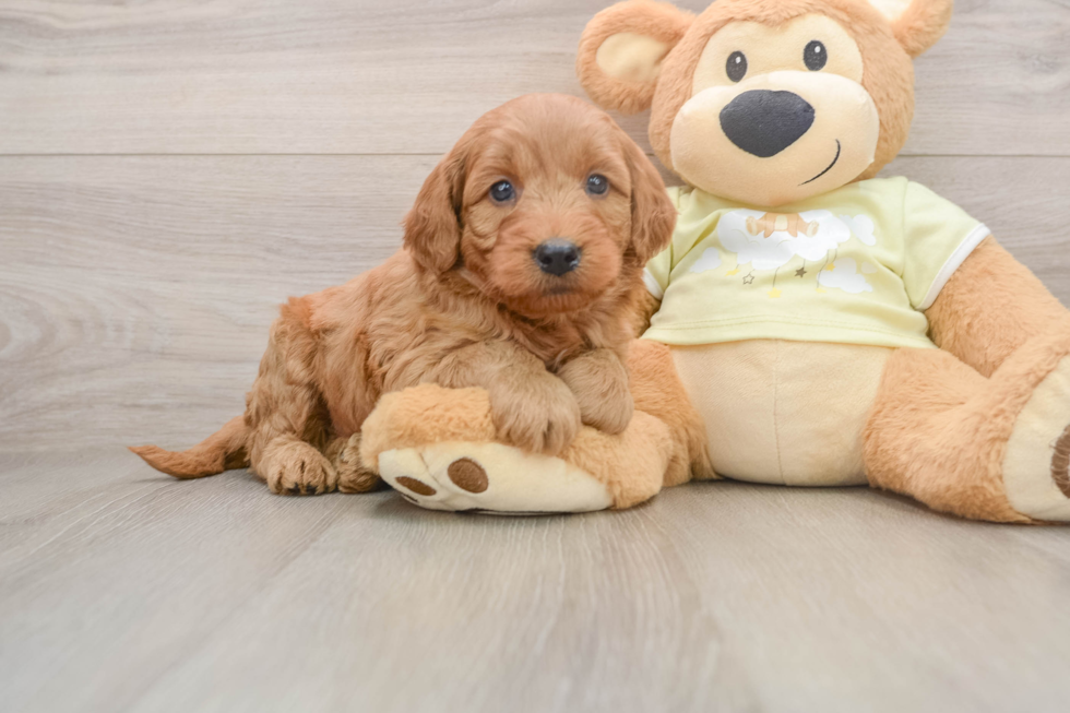 Hypoallergenic Mini Goldiepoo Poodle Mix Puppy